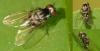 Polyporivora ornata